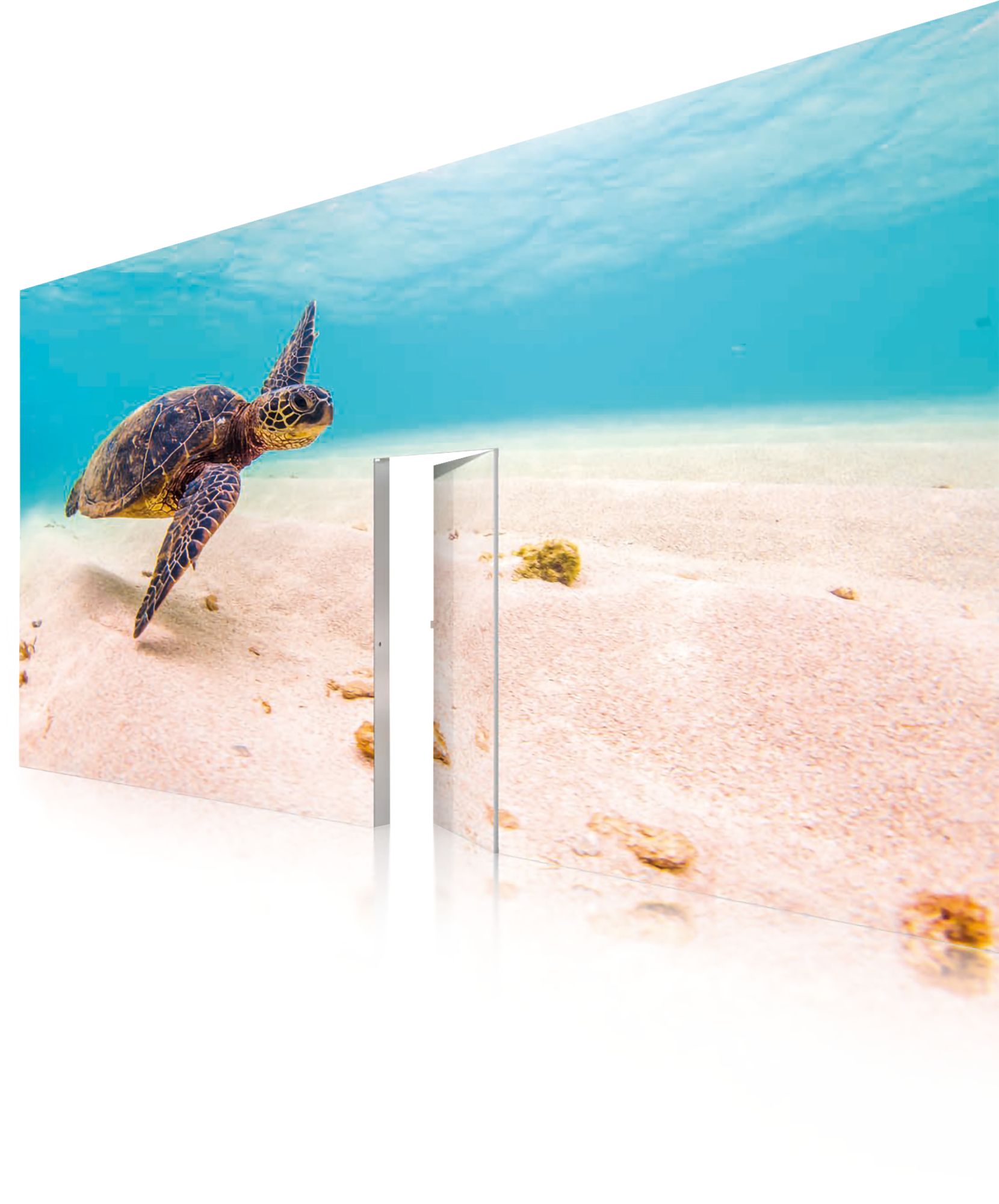 Octalumina Plus Schildkröte Octalumina Plus Schildkröte